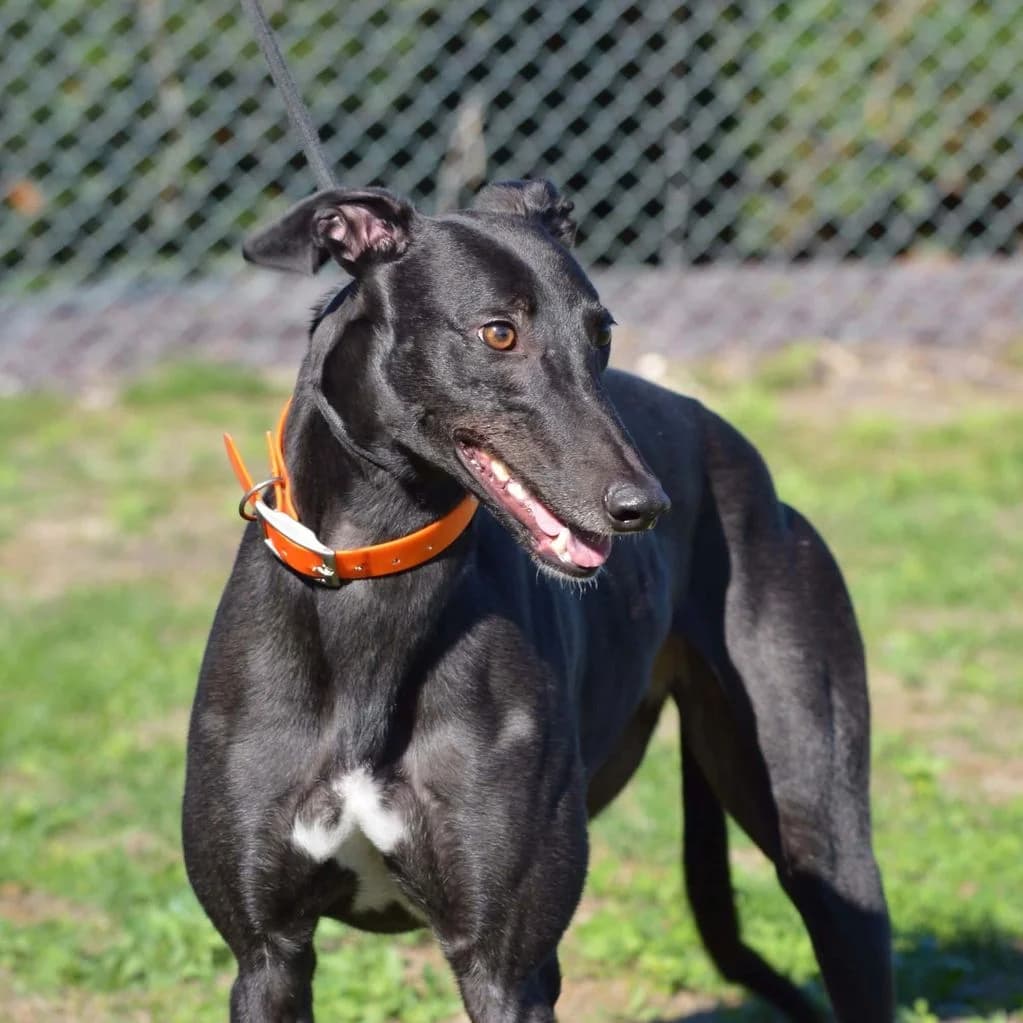 HEIDI, female Mixed Breed for adoption at Retired Greyhounds Canterbury