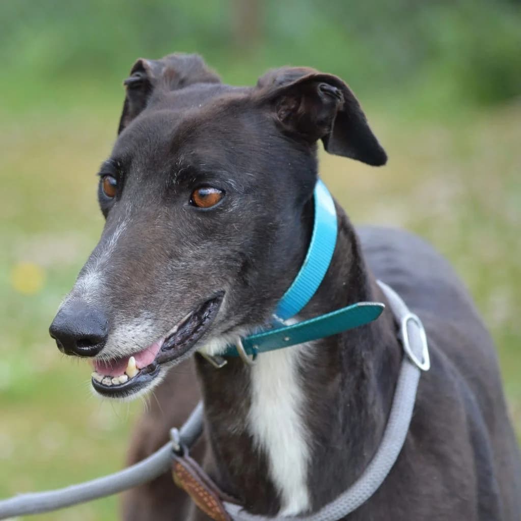 JET, male Mixed Breed for adoption at Retired Greyhounds Canterbury