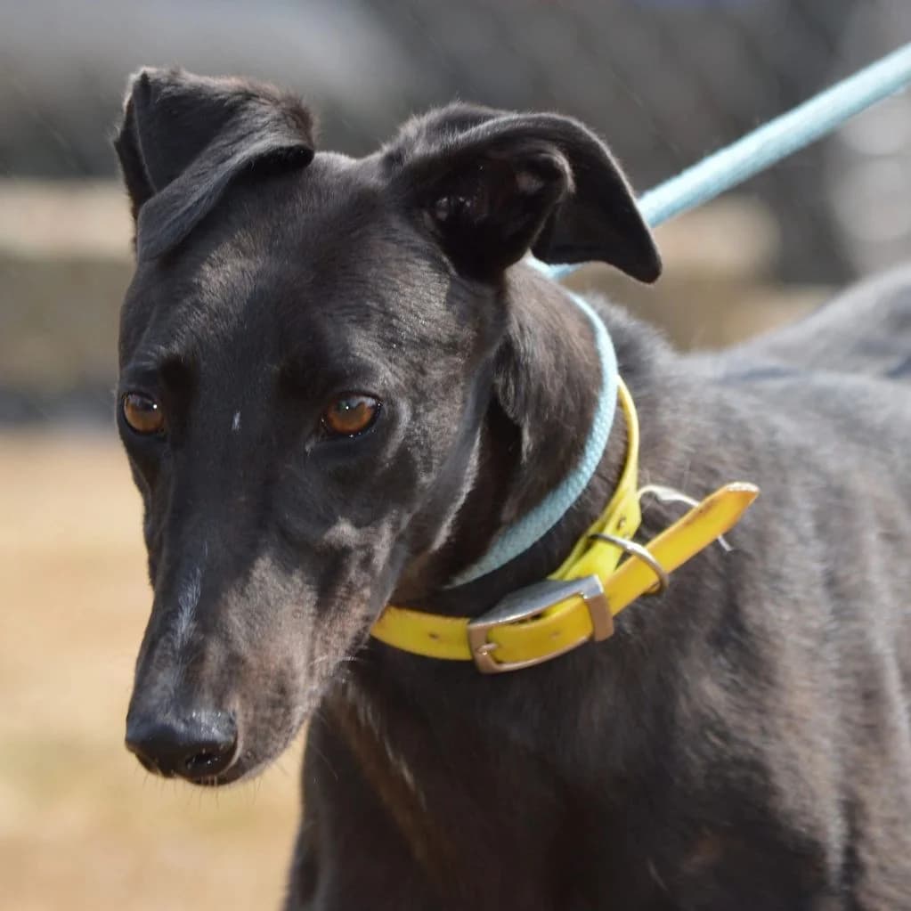 JUMBO, male Mixed Breed for adoption at Retired Greyhounds Canterbury
