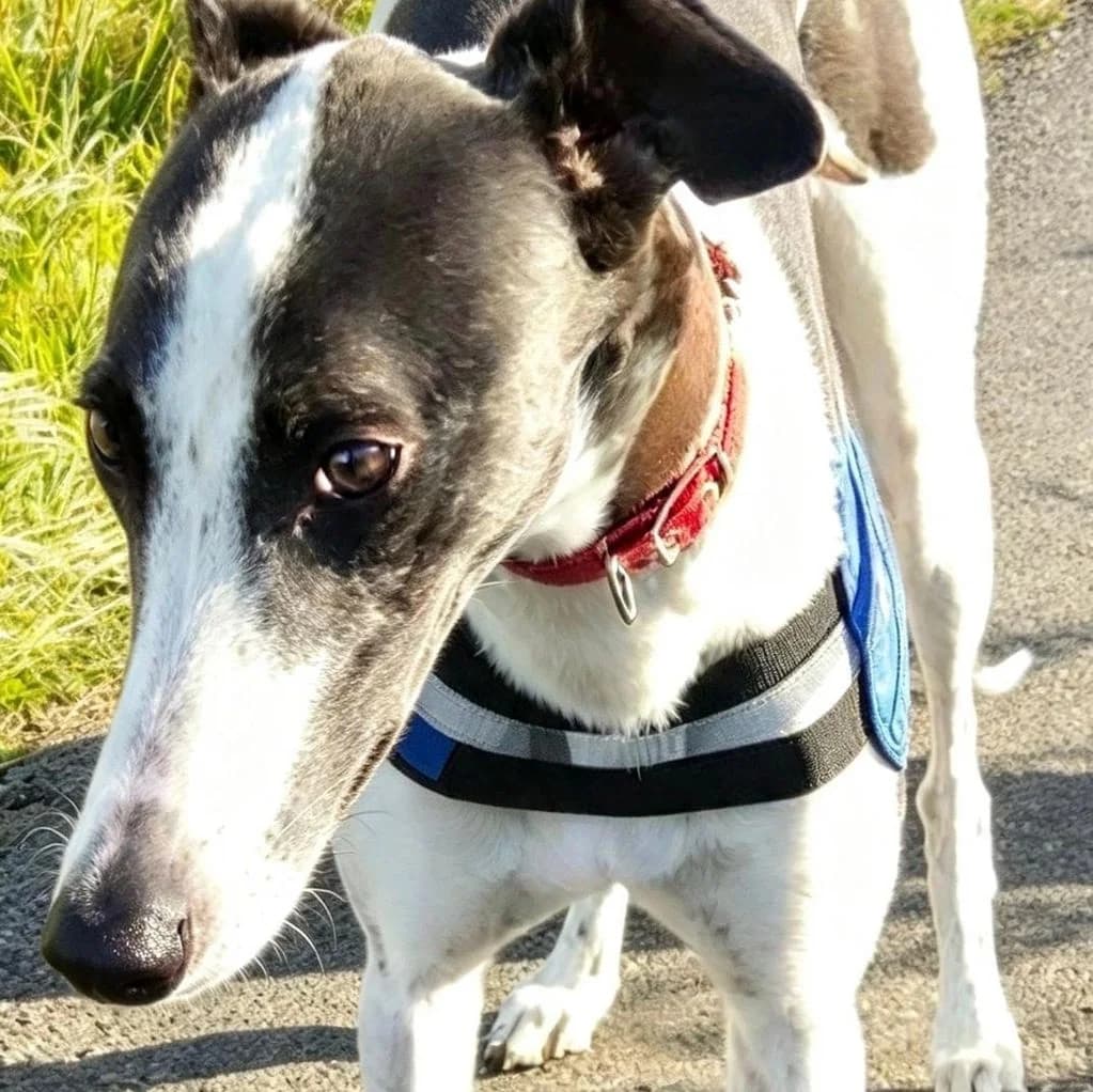 KEANE, male Mixed Breed for adoption at Retired Greyhounds Canterbury