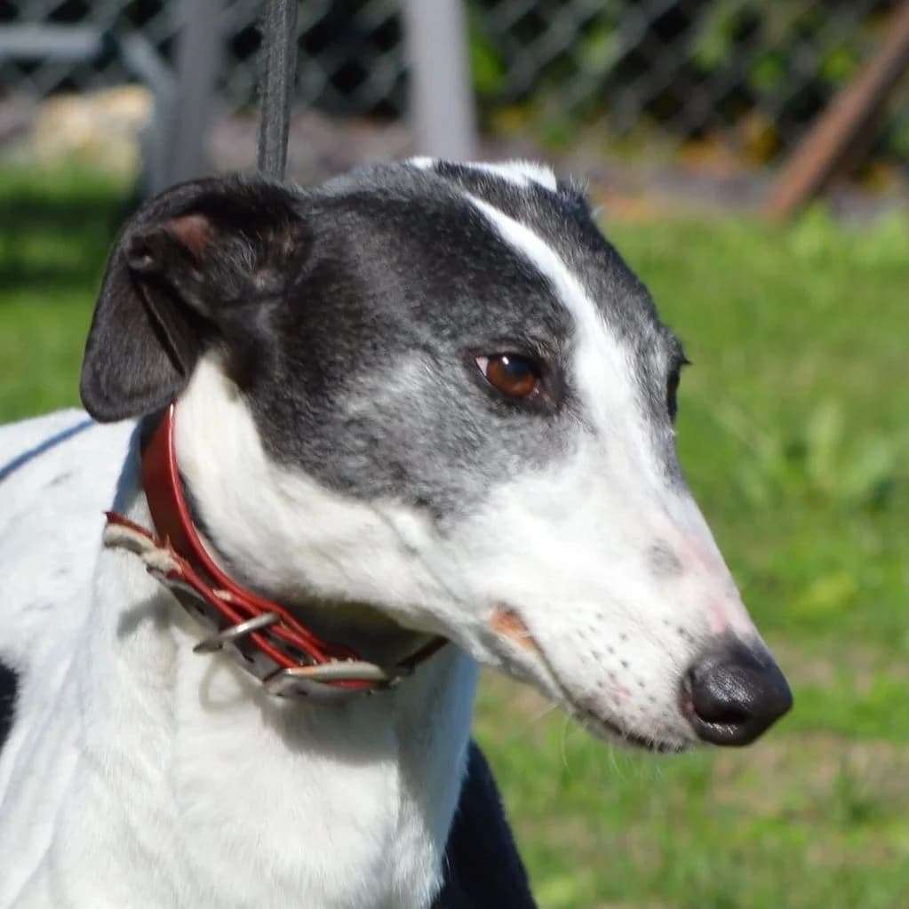 LADY, female Mixed Breed for adoption at Retired Greyhounds Canterbury