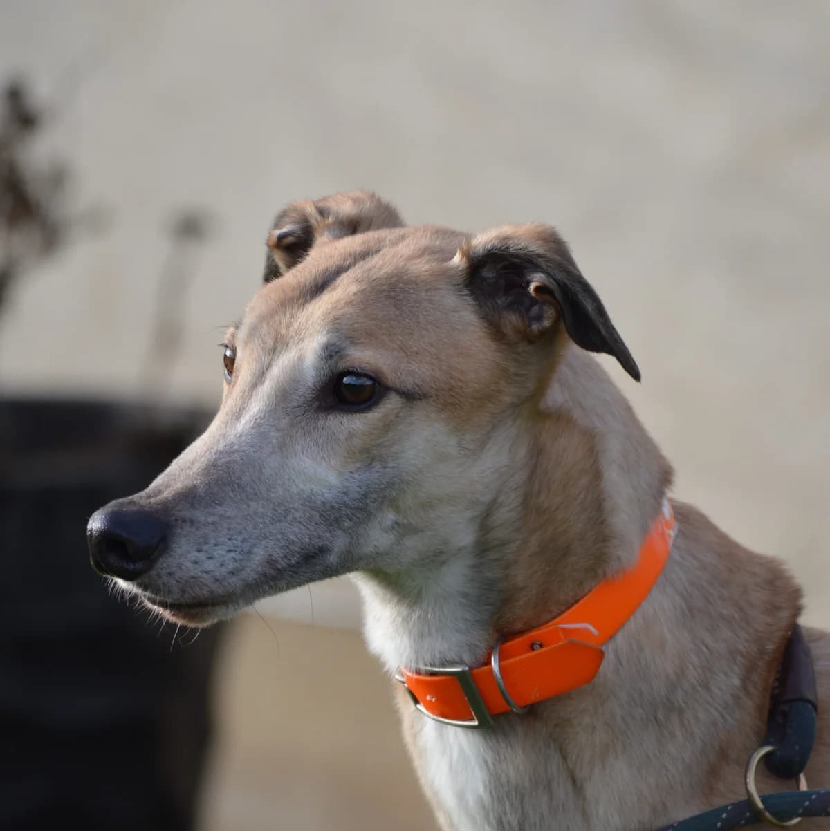 PERCY, male Greyhound for adoption at Retired Greyhounds Canterbury