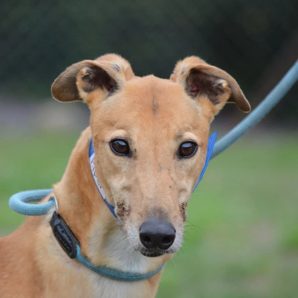 PIPER, female puppy Greyhound for adoption at Retired Greyhounds Canterbury