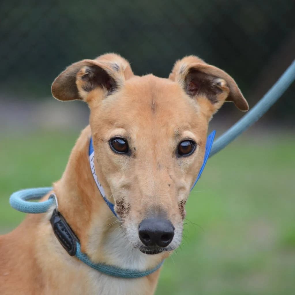 PIPER, female puppy Greyhound for adoption at Retired Greyhounds Canterbury