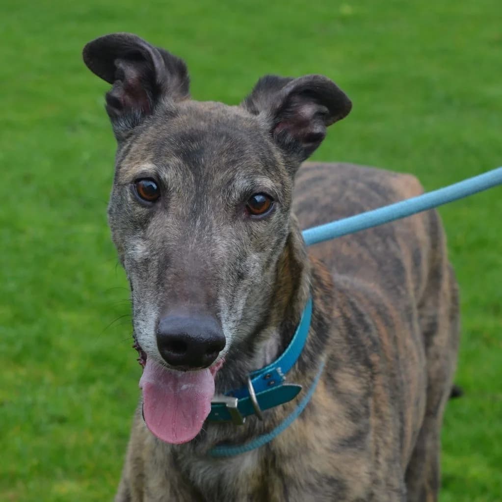 STEVE, male Mixed Breed for adoption at Retired Greyhounds Canterbury