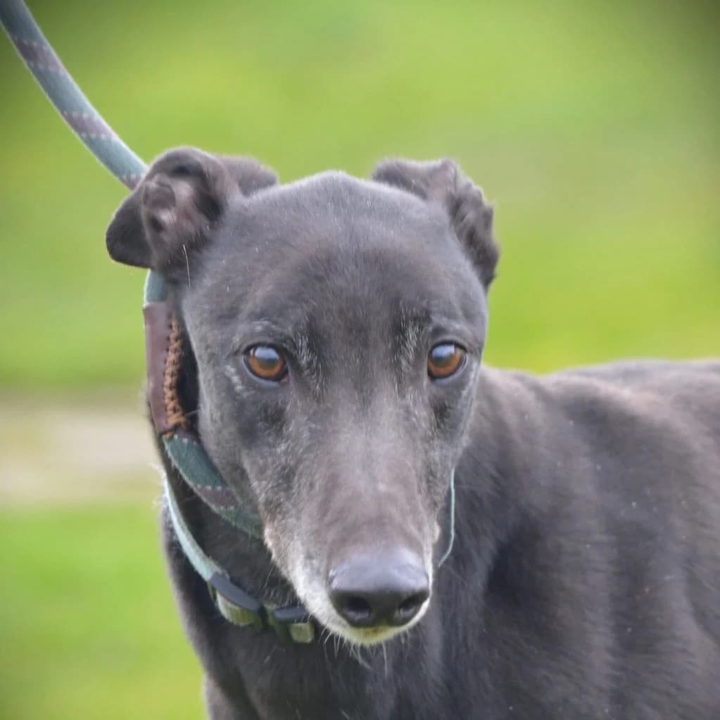 TOM, male Mixed Breed for adoption at Retired Greyhounds Canterbury