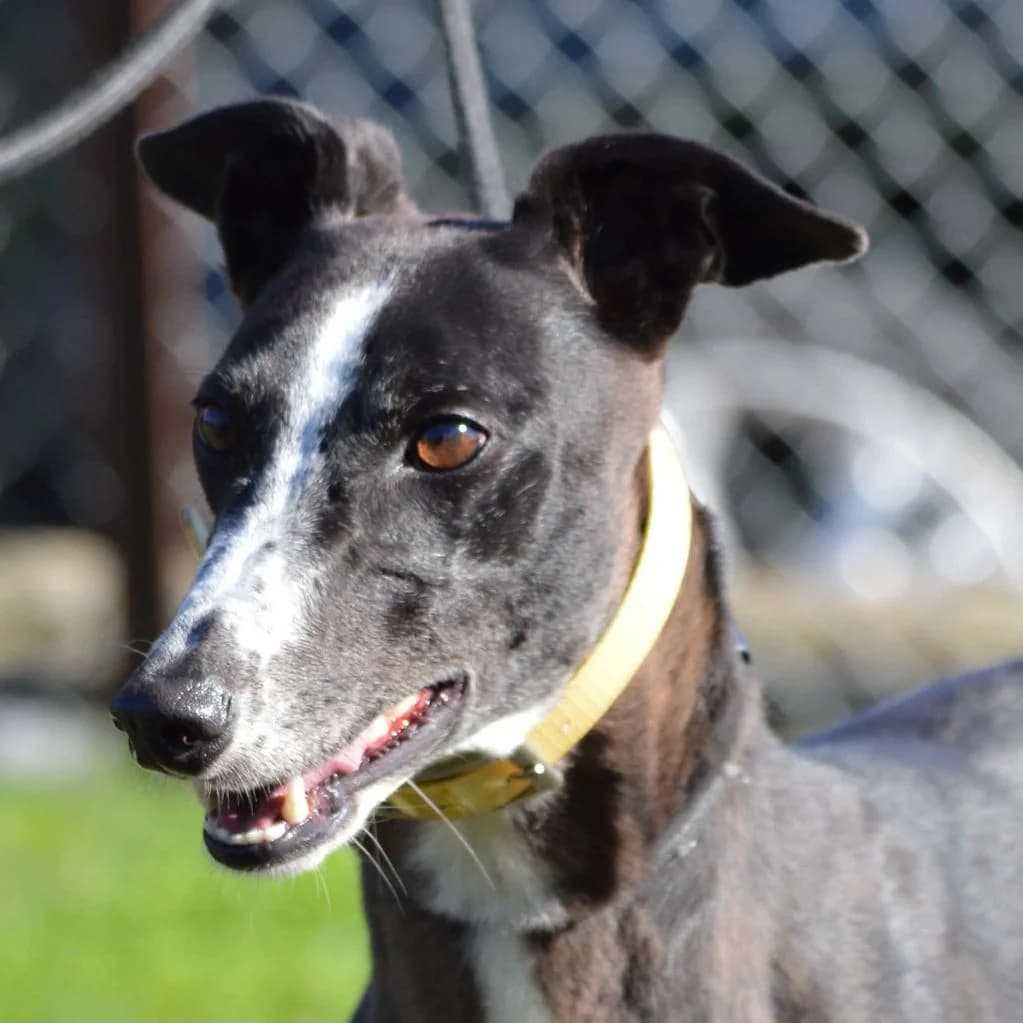 ZOE, female Mixed Breed for adoption at Retired Greyhounds Canterbury