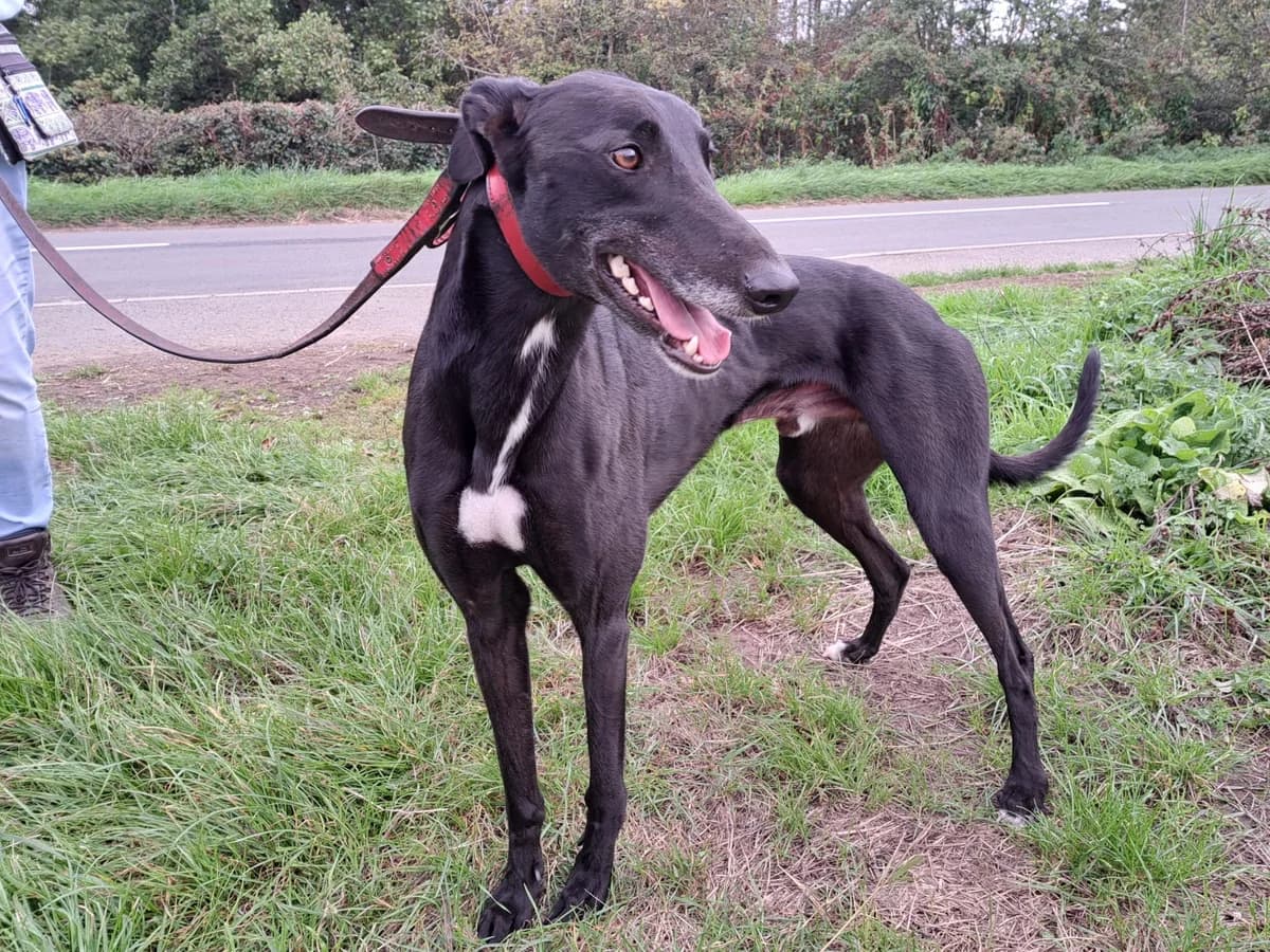 Arriving, male 3yo Greyhound for adoption at Retired Greyhounds South Lakes
