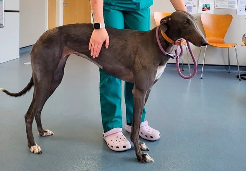 Homed, female 3yo Greyhound for adoption at Retired Greyhounds South Lakes