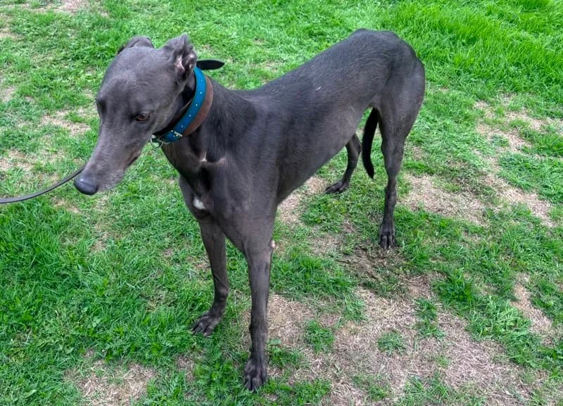 Homed, male 3yo Greyhound for adoption at Retired Greyhounds South Lakes