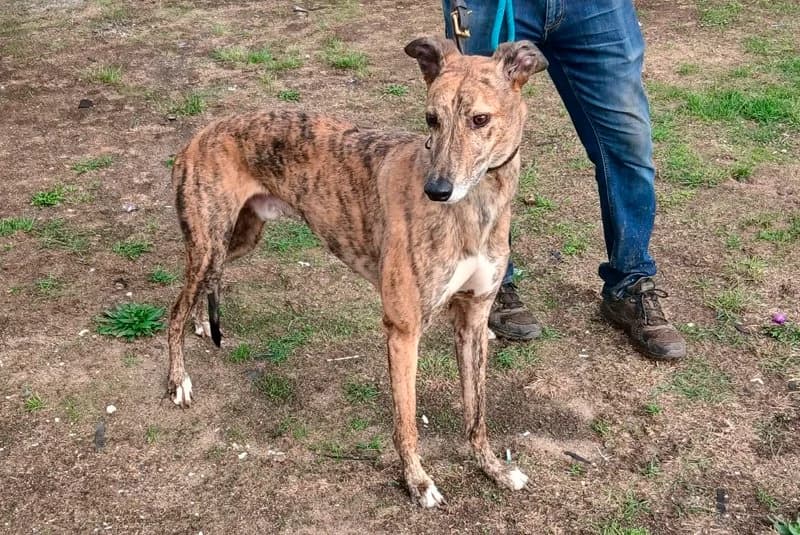 Homed, male 6yo Greyhound for adoption at Retired Greyhounds South Lakes