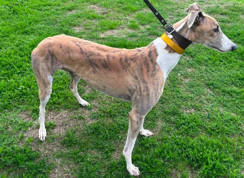 Homed, female 4yo Greyhound for adoption at Retired Greyhounds South Lakes