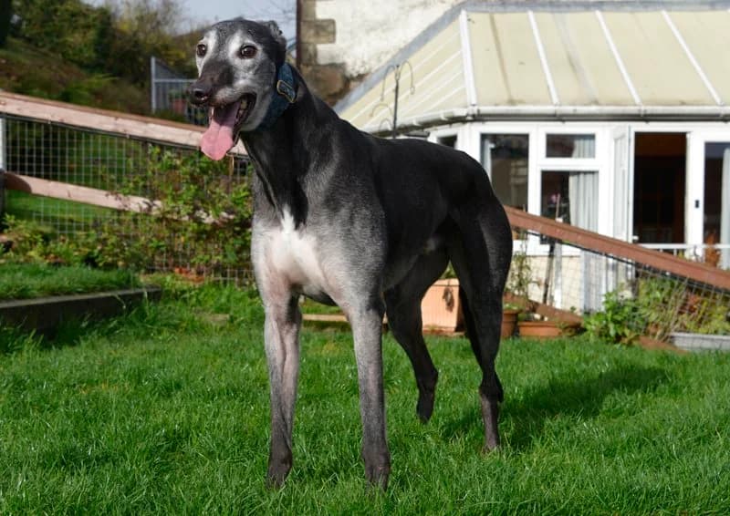 Murphy, male 7yo Greyhound for adoption at Retired Greyhounds South Lakes
