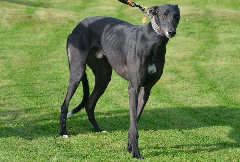 Swift, male 3yo Greyhound for adoption at Retired Greyhounds South Lakes