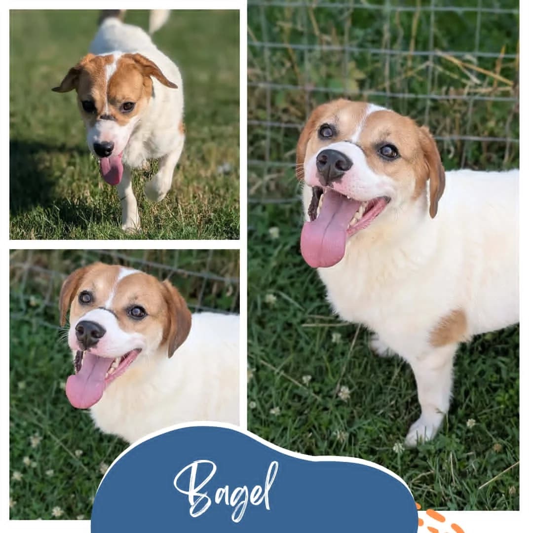Bagel, male 4yo Mixed Breed for adoption at Rocky Road Rescue, Leighton Buzzard