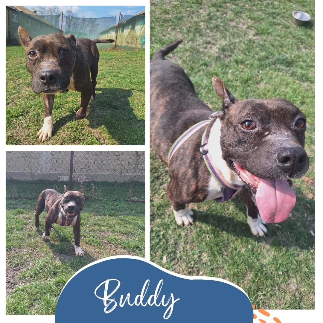Buddy, male senior Mixed Breed for adoption at Rocky Road Rescue, Leighton Buzzard
