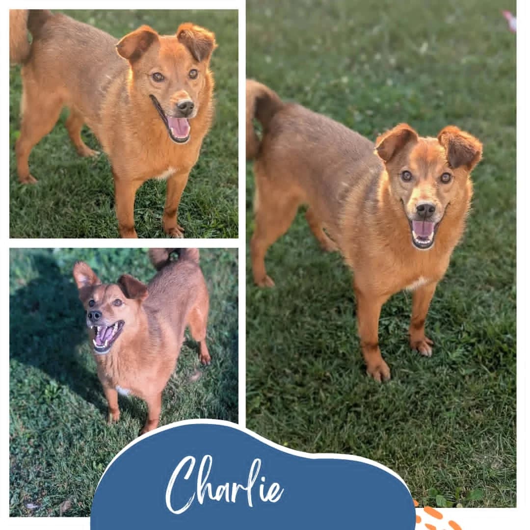 Charlie, male 4yo Mixed Breed for adoption at Rocky Road Rescue, Leighton Buzzard