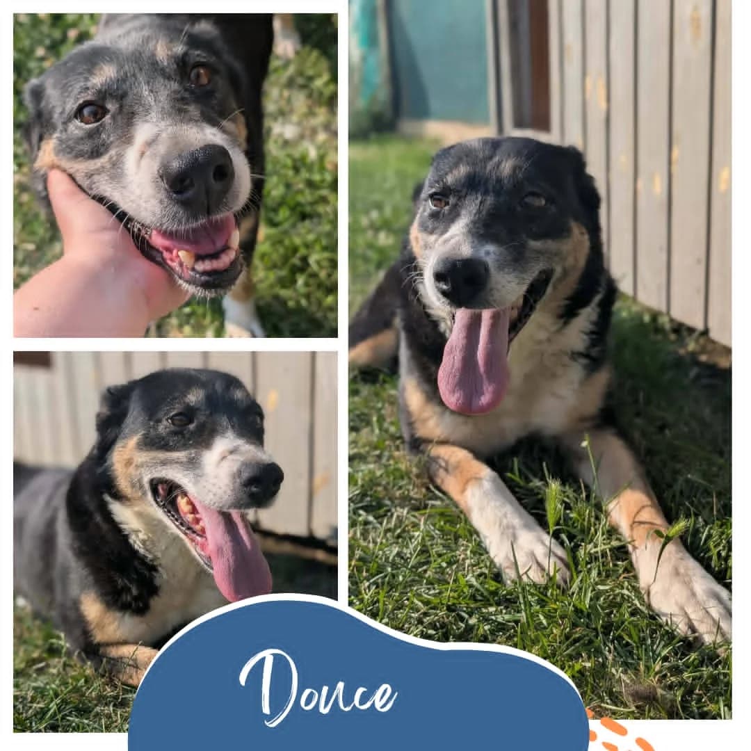 Douce, female 4yo Mixed Breed for adoption at Rocky Road Rescue, Leighton Buzzard