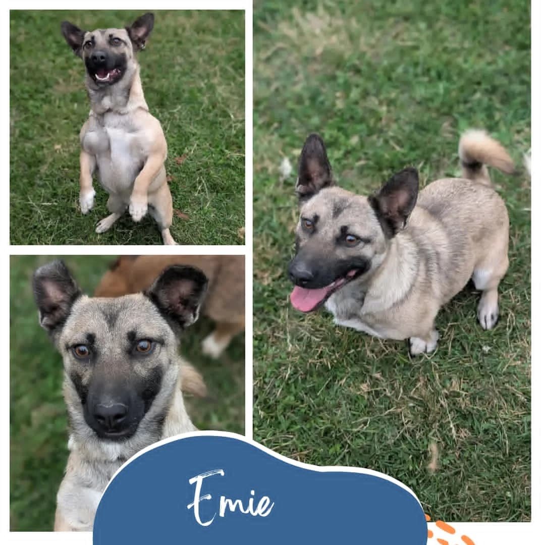 Emie, female 4yo Mixed Breed for adoption at Rocky Road Rescue, Leighton Buzzard