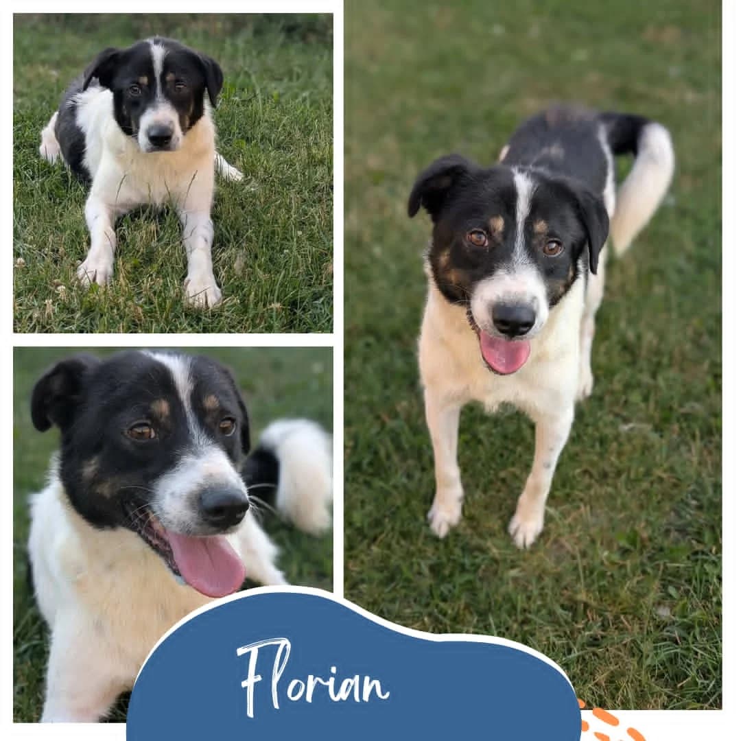 Florian, male 6yo Mixed Breed for adoption at Rocky Road Rescue, Leighton Buzzard