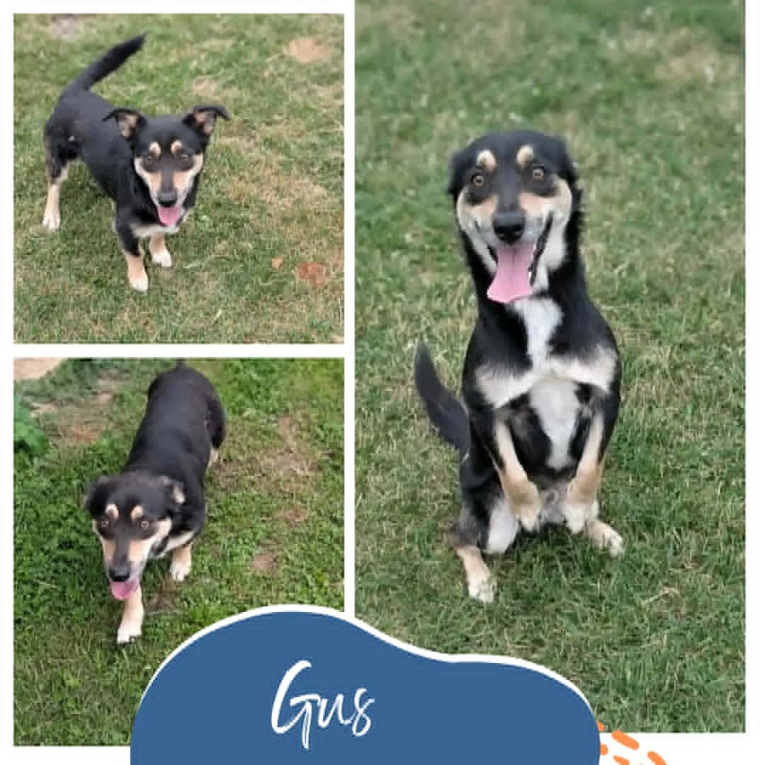 Gus, male 3yo Mixed Breed for adoption at Rocky Road Rescue, Leighton Buzzard
