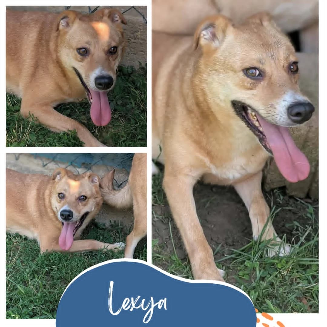 Lexya, female 4yo Mixed Breed for adoption at Rocky Road Rescue, Leighton Buzzard