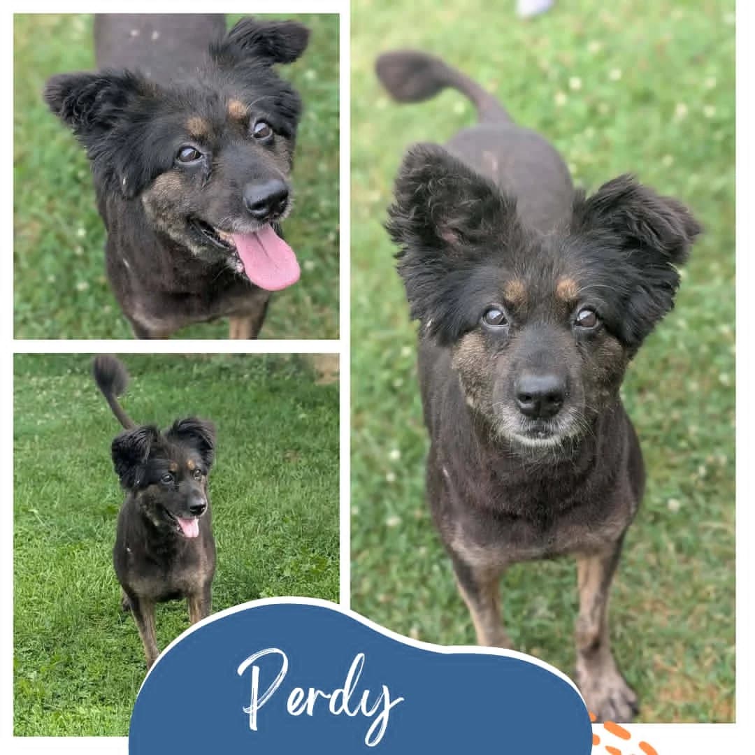 Perdy, female senior Mixed Breed for adoption at Rocky Road Rescue, Leighton Buzzard
