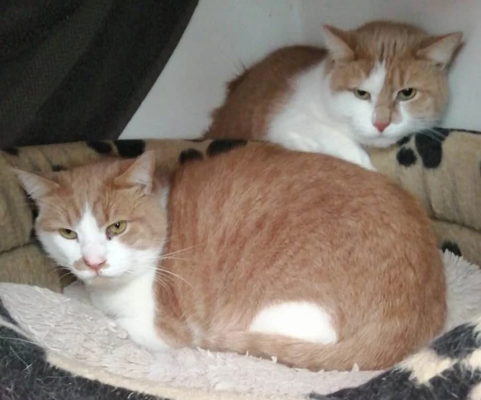 Biscuit & Crumble*** HOME OFFERED ***, male young Mixed Breed for adoption at Rolvenden Cat Rescue