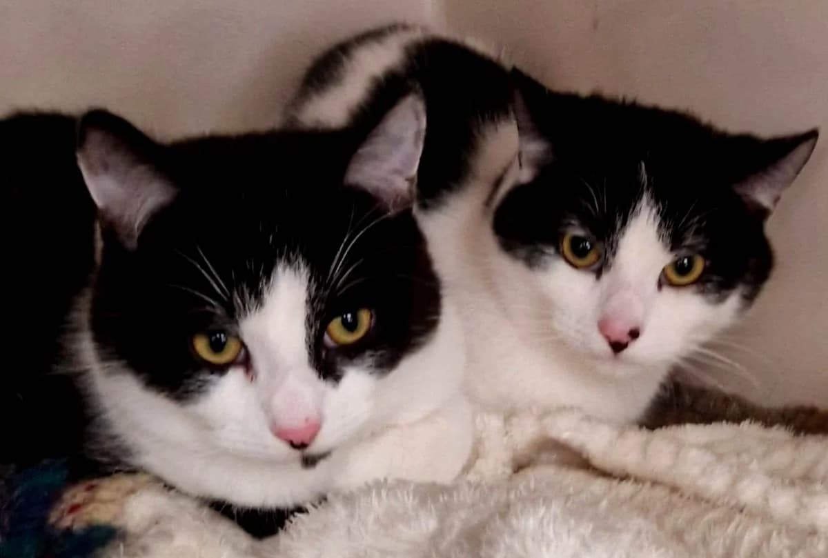Cookey & Crafty, male young Mixed Breed for adoption at Rolvenden Cat Rescue