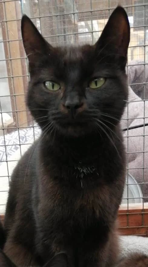 Cozi*** HOME OFFERED ***, female young Mixed Breed for adoption at Rolvenden Cat Rescue