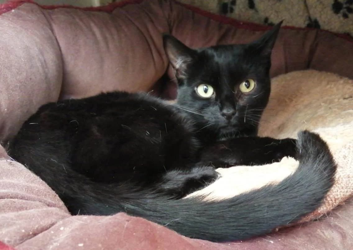 Figara & Enza, female young Mixed Breed for adoption at Rolvenden Cat Rescue
