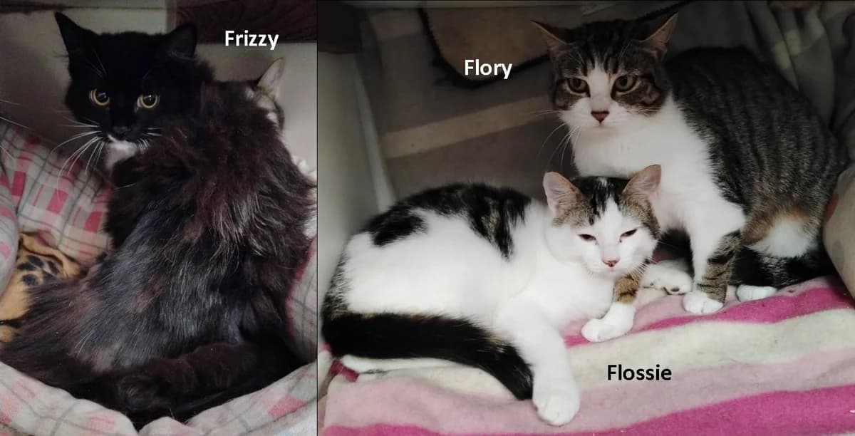 Flory, Flossy & Frizzy, female young Mixed Breed for adoption at Rolvenden Cat Rescue