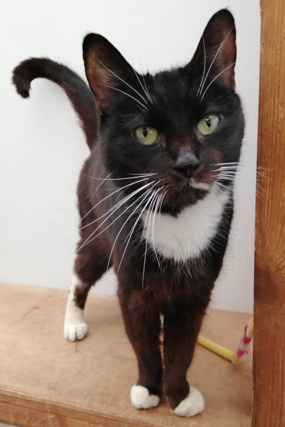 *** HOME OFFERED ***, female young Mixed Breed for adoption at Rolvenden Cat Rescue