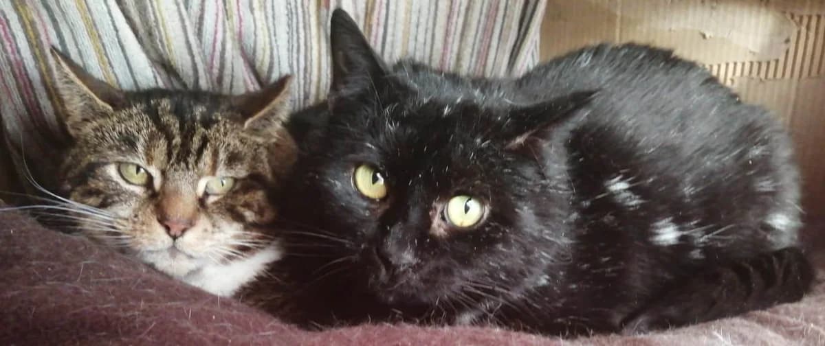 Huxley & Lady Rose, male 5yo Mixed Breed for adoption at Rolvenden Cat Rescue