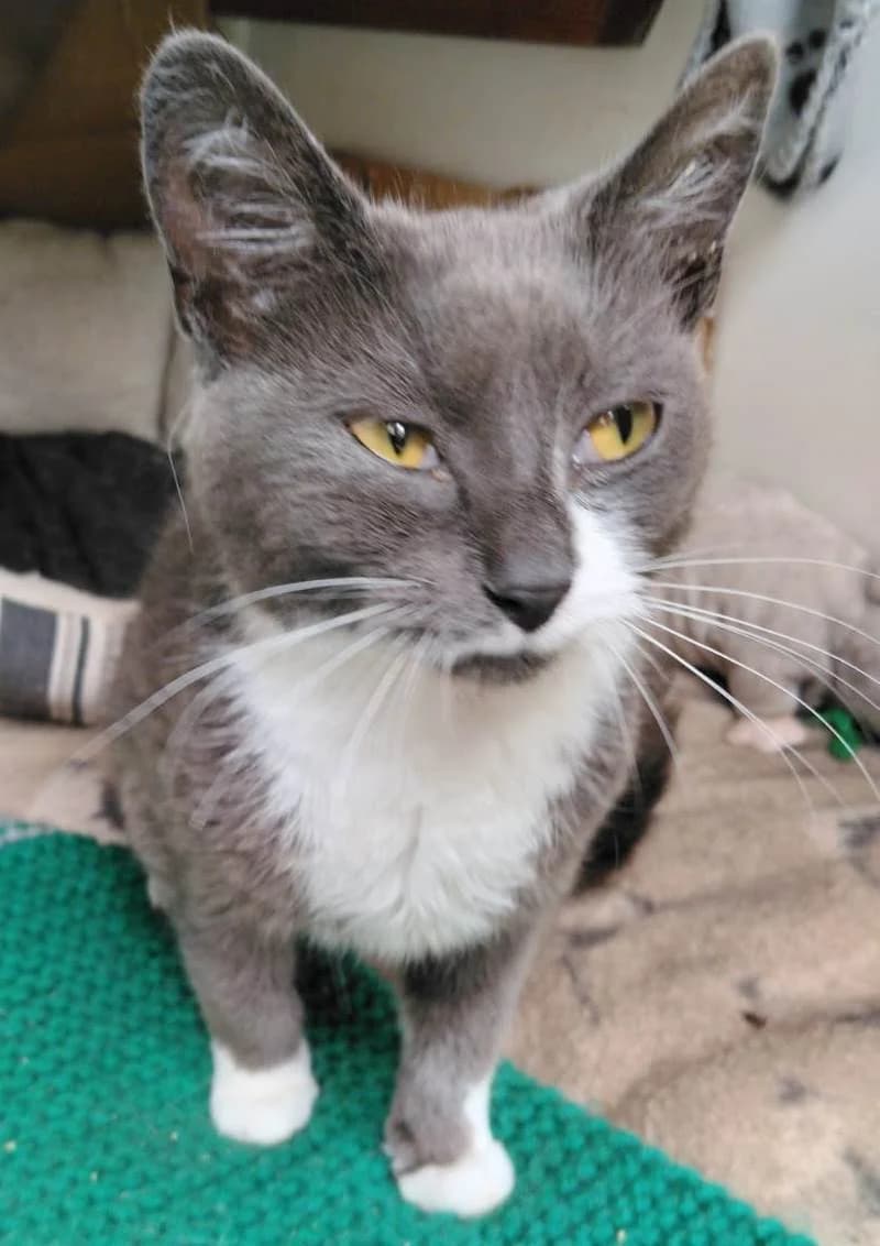 Kirsty, female young Mixed Breed for adoption at Rolvenden Cat Rescue