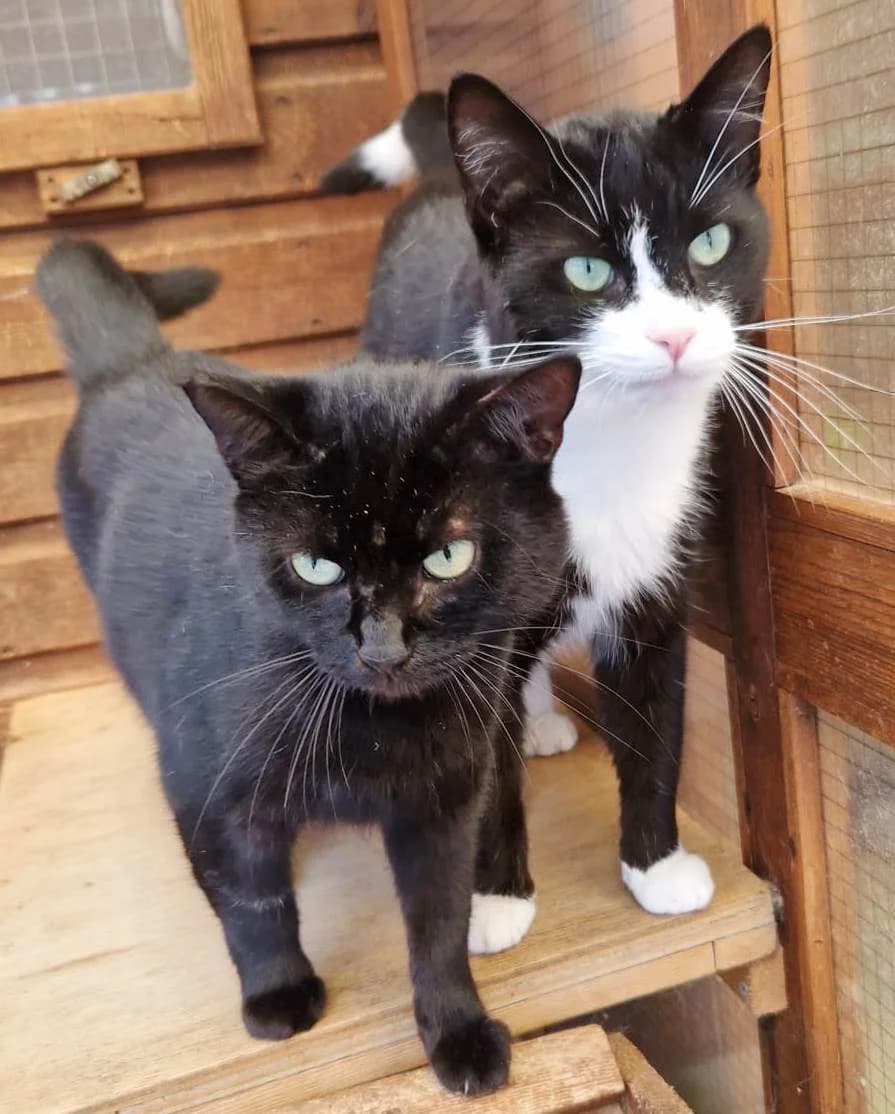 Lexi & Rambler, male young Mixed Breed for adoption at Rolvenden Cat Rescue