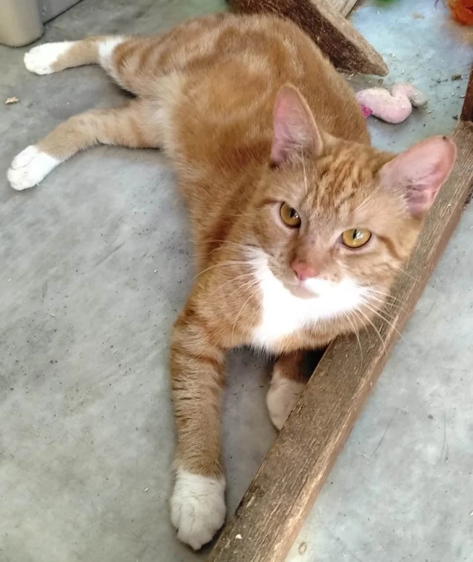Luciano *** HOME OFFERED ***, male young Mixed Breed for adoption at Rolvenden Cat Rescue