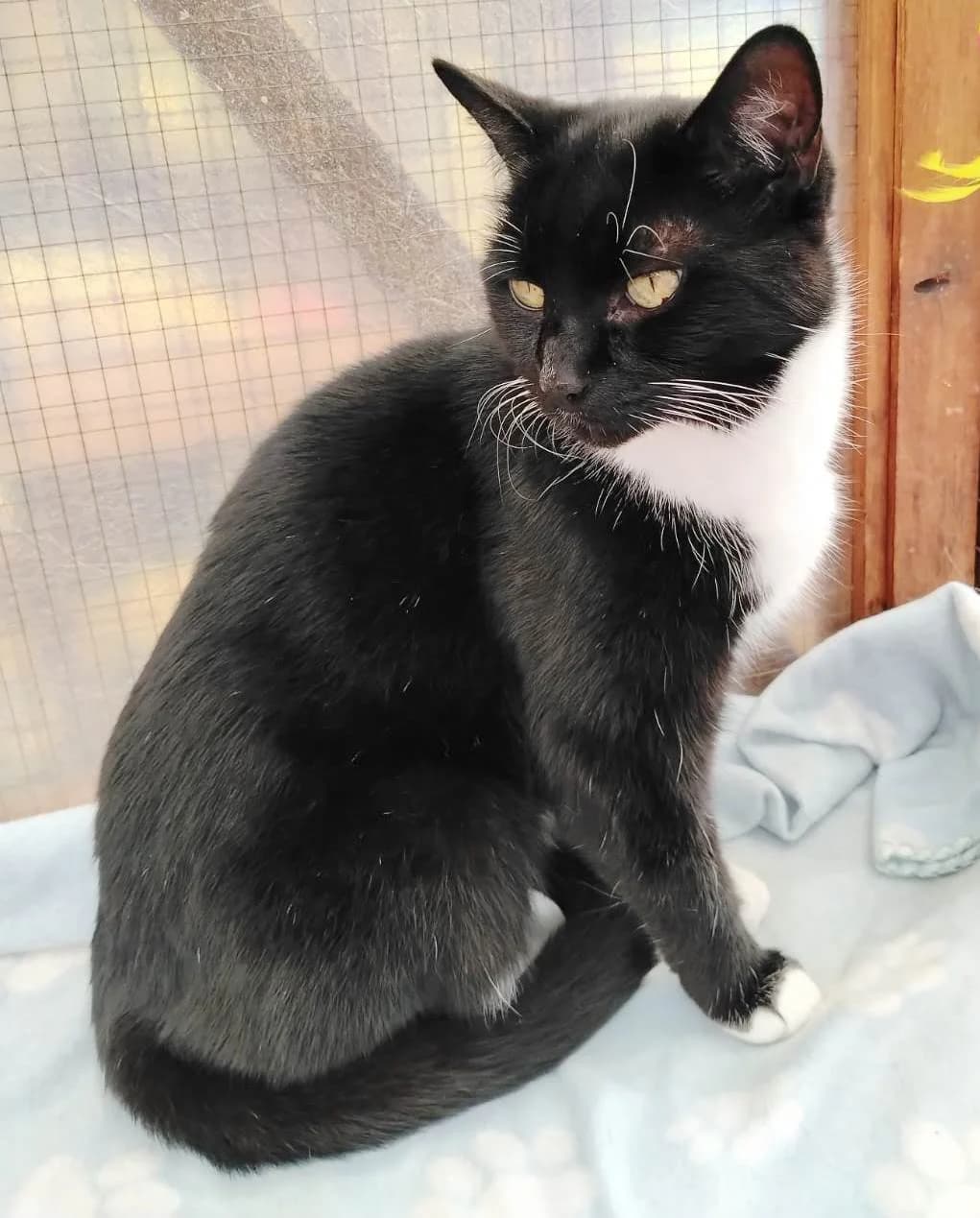 Luna *** HOME OFFERED ***, female senior Mixed Breed for adoption at Rolvenden Cat Rescue
