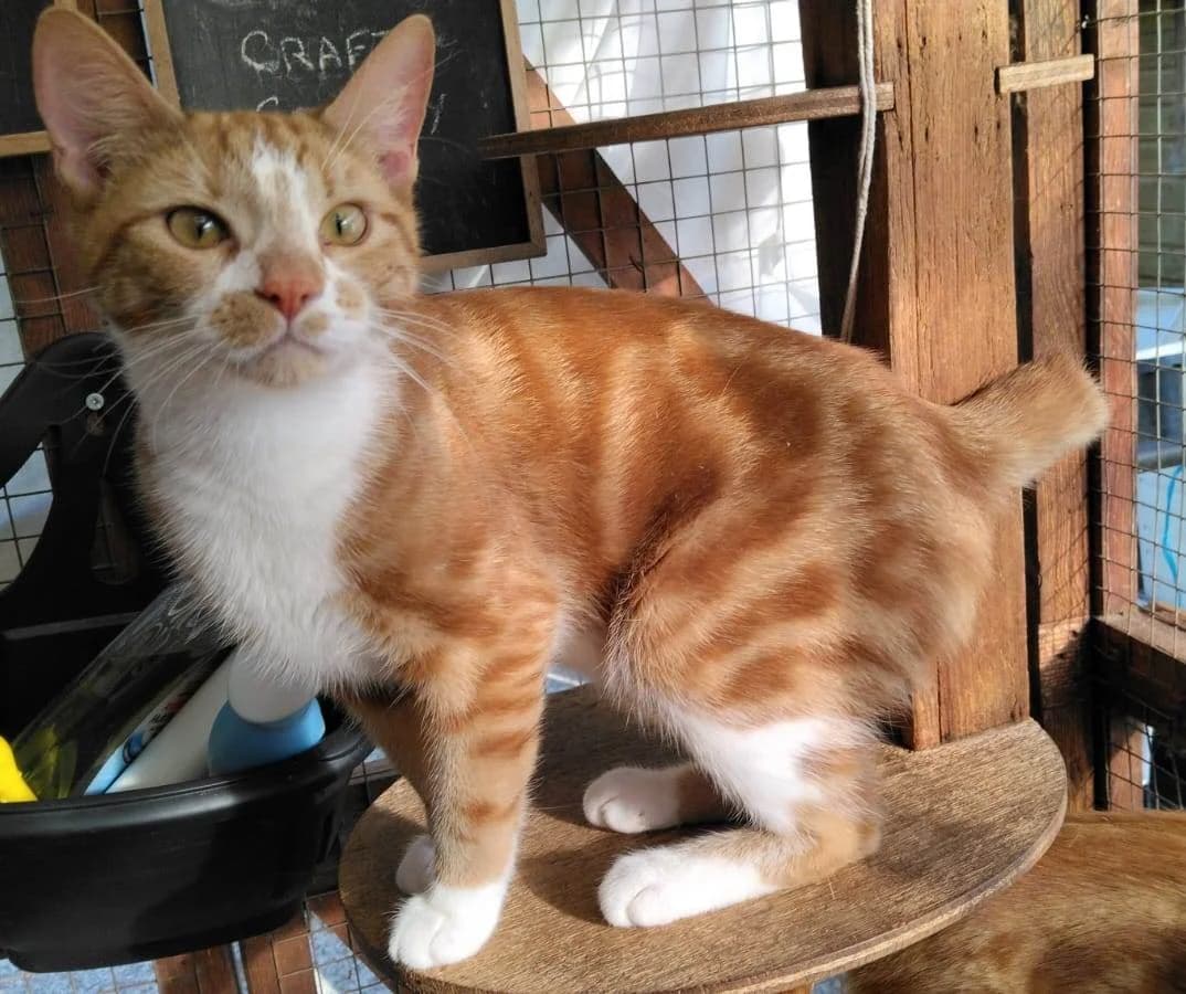 Merlin, male young Mixed Breed for adoption at Rolvenden Cat Rescue