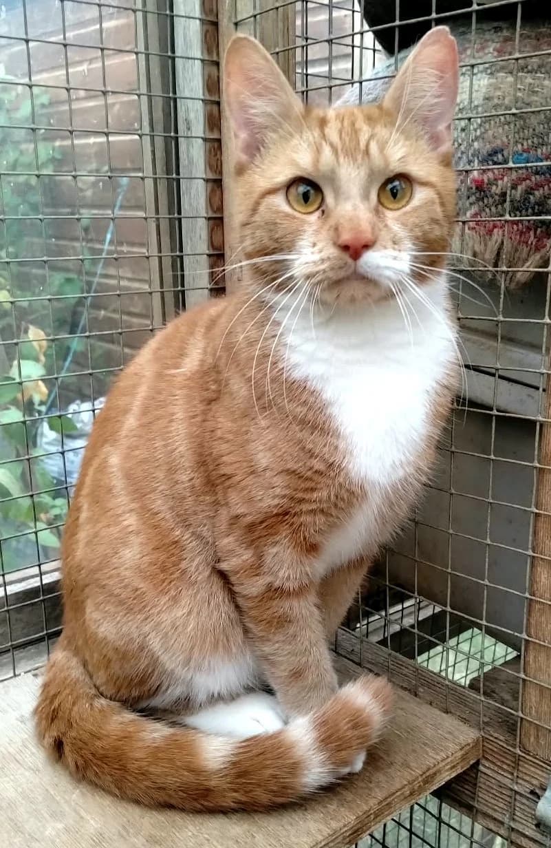 Merlin *** HOME OFFERED ***, male young Mixed Breed for adoption at Rolvenden Cat Rescue