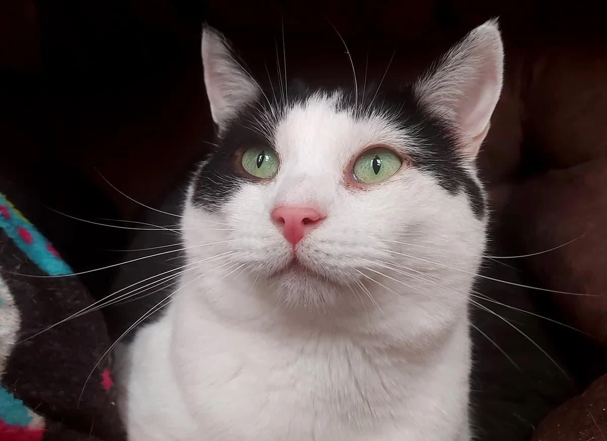 Rafferty & Dansi*** HOMED! ***, male 7yo Mixed Breed for adoption at Rolvenden Cat Rescue