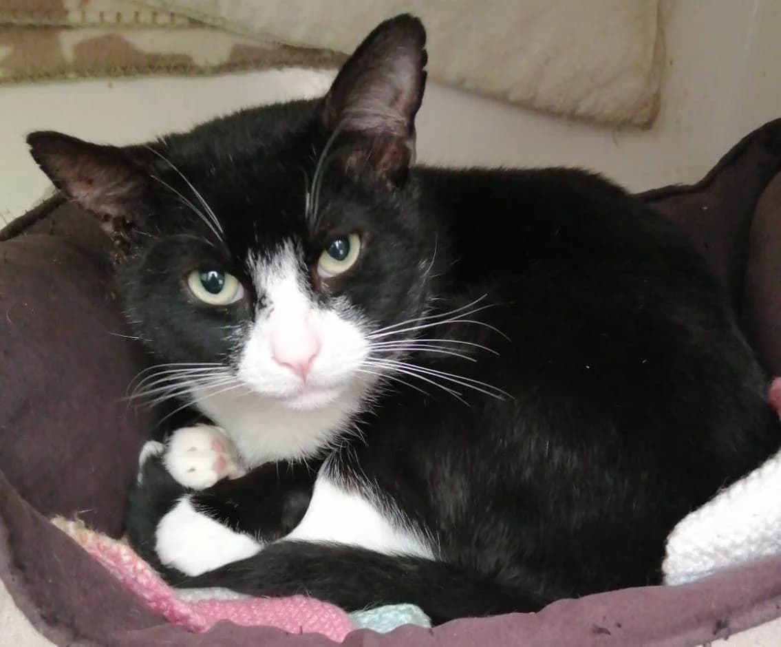 Raffles*** HOME OFFERED ***, male 3yo Mixed Breed for adoption at Rolvenden Cat Rescue