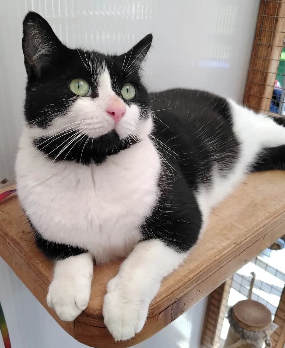 Stanley, male 6yo Mixed Breed for adoption at Rolvenden Cat Rescue