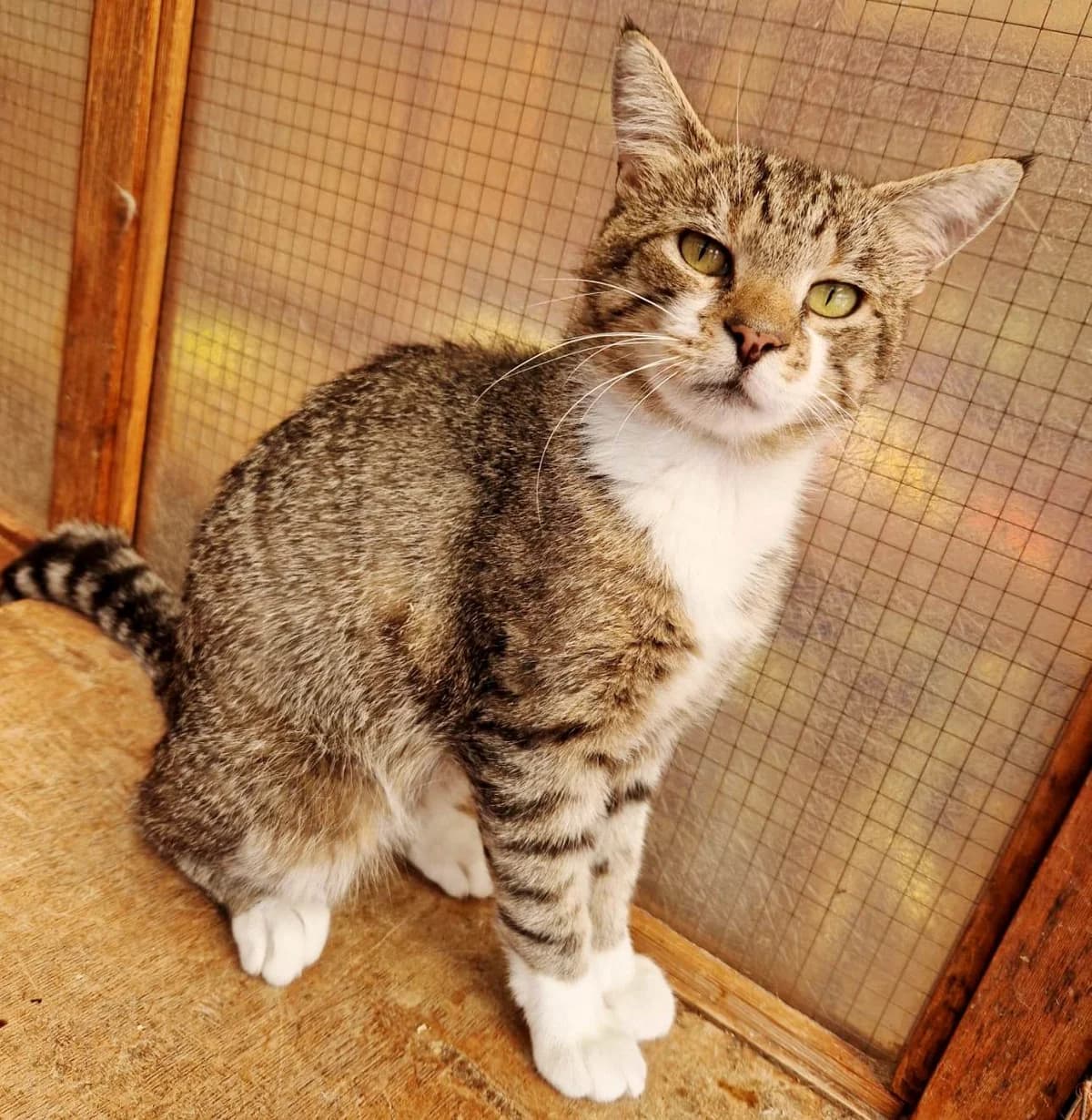 Sultan *** HOMED ***, male 3yo Mixed Breed for adoption at Rolvenden Cat Rescue