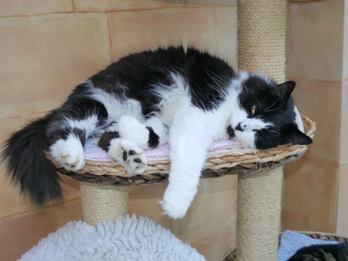 Tom is looking for a family home without children, male Mixed Breed for adoption at Romney House Cat Rescue