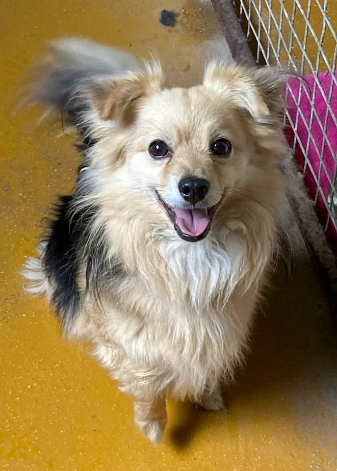 Oscar, senior Pomeranian for adoption at Rotherham Dog Rescue