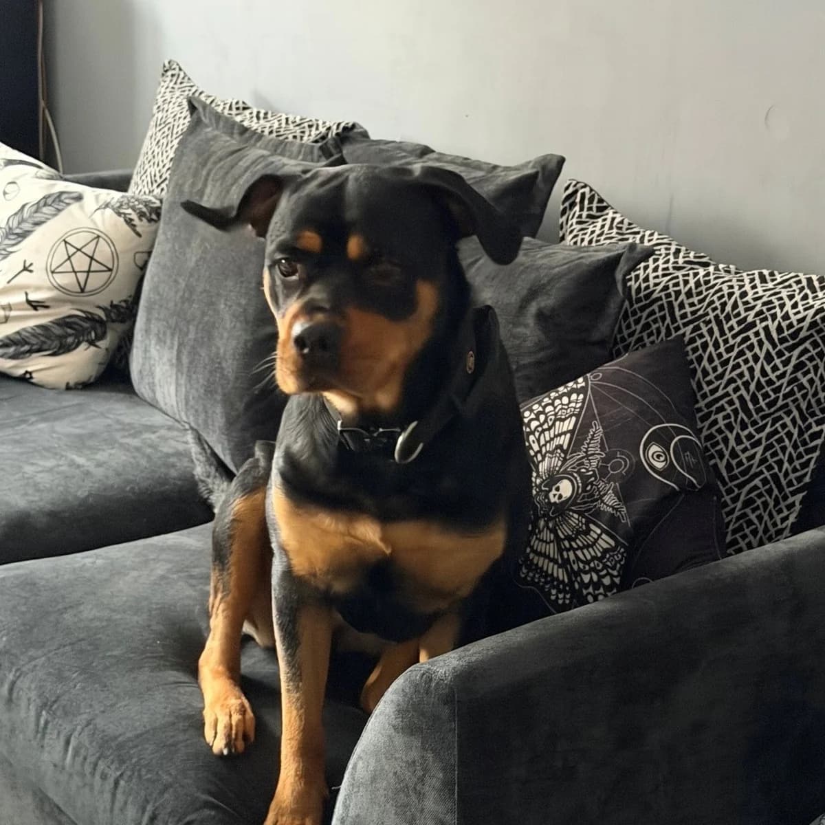 Luci, young Rottweiler for adoption at Rottweiler Welfare Association
