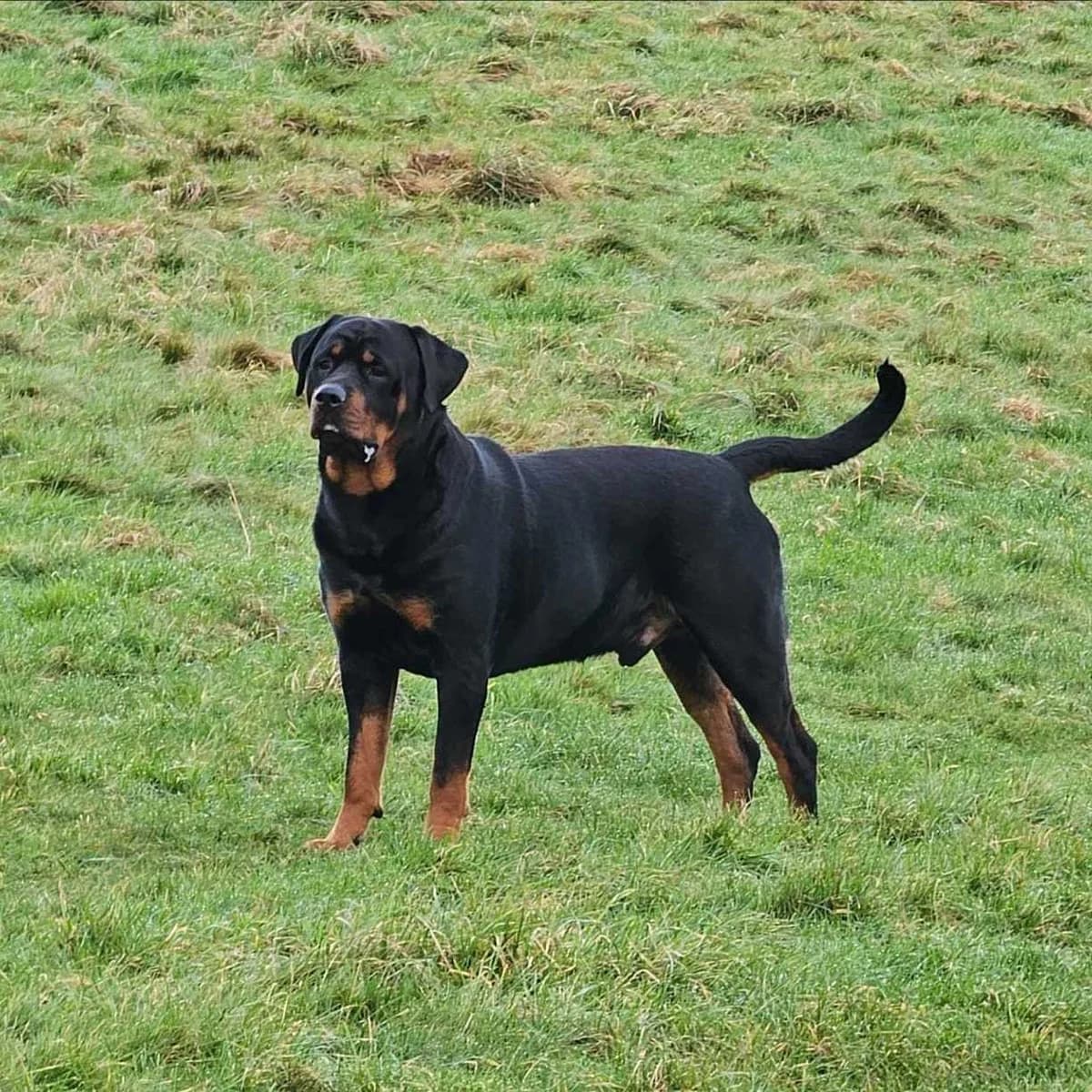 Brodie, male 5yo Rottweiler for adoption at Rottweiler Welfare Association