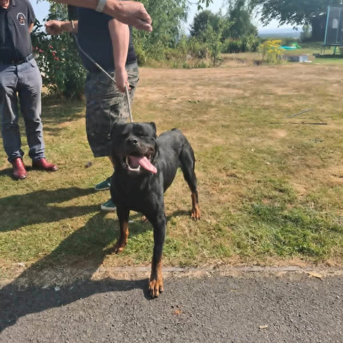 Tyson, male Rottweiler for adoption at Rottweiler Welfare Association