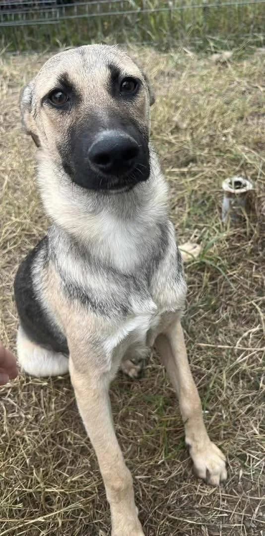 Hazel gentle, sweet and soft, female puppy Mixed Breed for adoption at Romanian Rescue Appeal UK